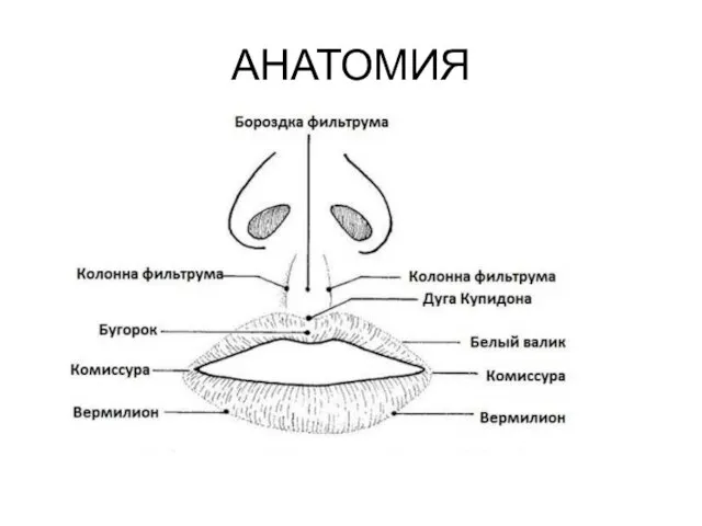 АНАТОМИЯ