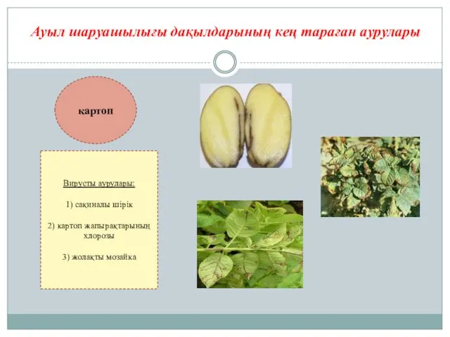 Ауыл шаруашылығы дақылдарының кең тараған аурулары картоп Вирусты аурулары: 1)