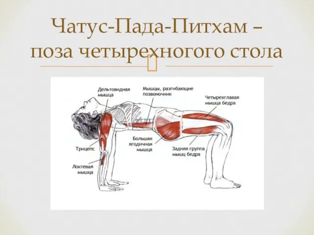 Чатус-Пада-Питхам – поза четырехногого стола