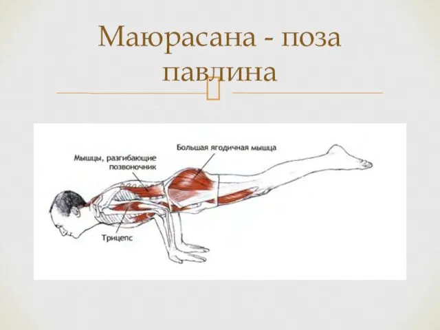 Маюрасана - поза павлина