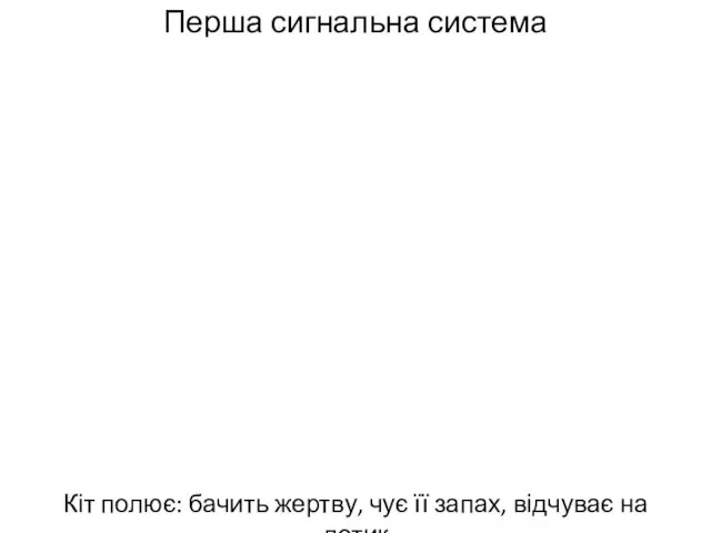 Перша сигнальна система Кіт полює: бачить жертву, чує її запах, відчуває на дотик