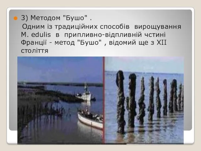 3) Методом "Бушо" . Одним із традиційних способів вирощування M.