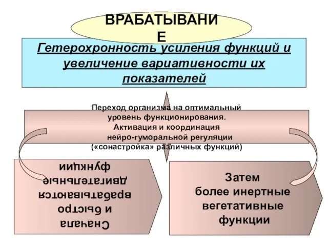 Гетерохронность усиления функций и увеличение вариативности их показателей Сначала и