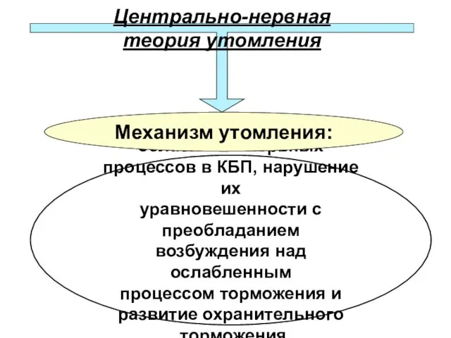 Центрально-нервная теория утомления ослабление нервных процессов в КБП, нарушение их