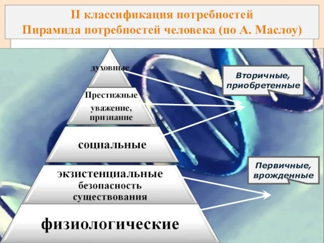 II классификация потребностей Пирамида потребностей человека (по А. Маслоу) Первичные, врожденные Вторичные, приобретенные