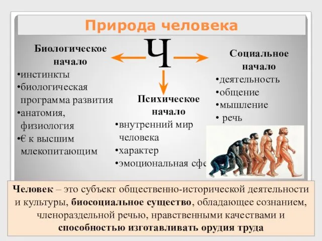 Природа человека Ч Биологическое начало инстинкты биологическая программа развития анатомия,