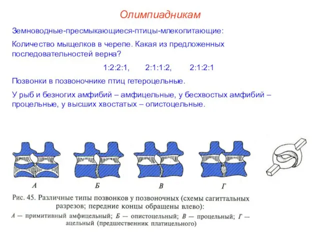 Земноводные-пресмыкающиеся-птицы-млекопитающие: Количество мыщелков в черепе. Какая из предложенных последовательностей верна?