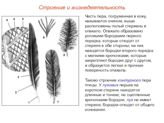 Строение и жизнедеятельность Часть пера, погруженная в кожу, называется очином,