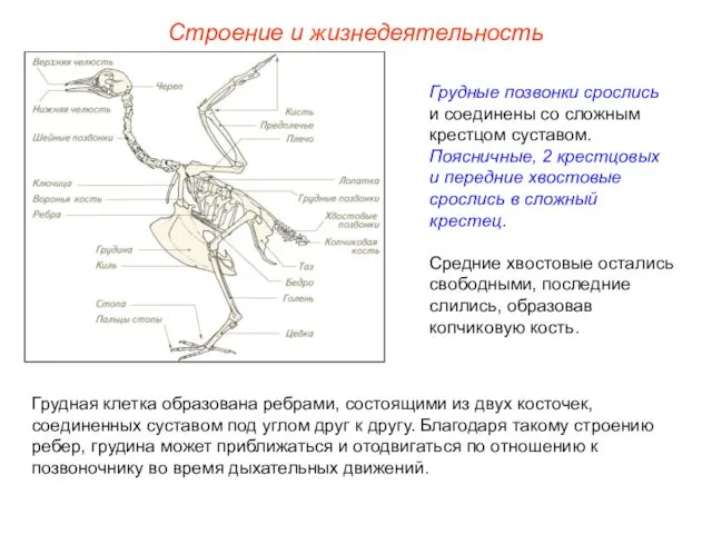 Строение и жизнедеятельность Грудные позвонки срослись и соединены со сложным