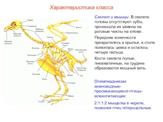 Характеристика класса Скелет и мышцы. В скелете головы отсутствуют зубы,