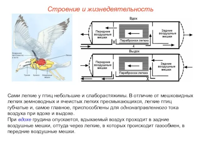 Строение и жизнедеятельность Сами легкие у птиц небольшие и слаборастяжимы.