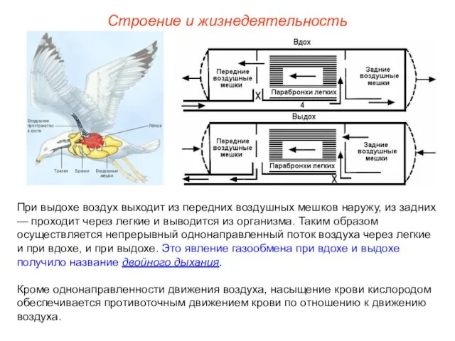 Строение и жизнедеятельность При выдохе воздух выходит из передних воздушных