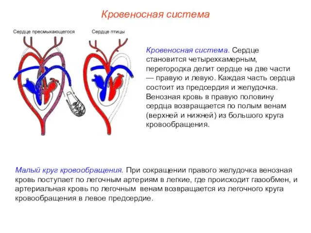 Кровеносная система. Сердце становится четырехкамерным, перегородка делит сердце на две