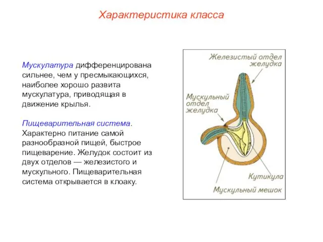 Характеристика класса Мускулатура дифференцирована сильнее, чем у пресмыкающихся, наиболее хорошо