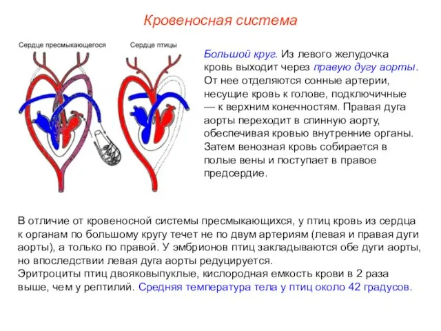 Большой круг. Из левого желудочка кровь выходит через правую дугу