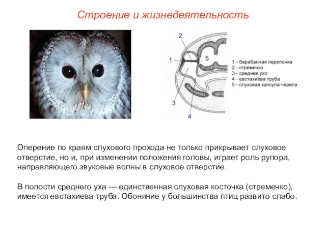 Строение и жизнедеятельность Оперение по краям слухового прохода не только