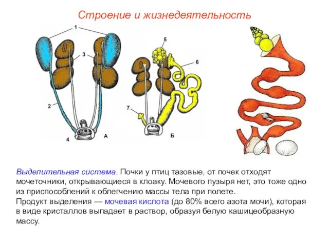 Строение и жизнедеятельность Выделительная система. Почки у птиц тазовые, от