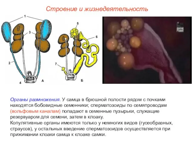 Строение и жизнедеятельность Органы размножения. У самца в брюшной полости