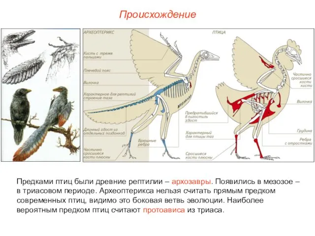 Происхождение Предками птиц были древние рептилии – архозавры. Появились в