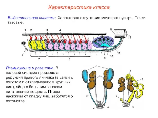 Характеристика класса Выделительная система. Характерно отсутствие мочевого пузыря. Почки тазовые.