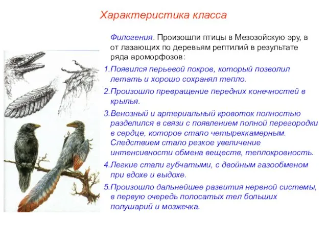 Характеристика класса Филогения. Произошли птицы в Мезозойскую эру, в от