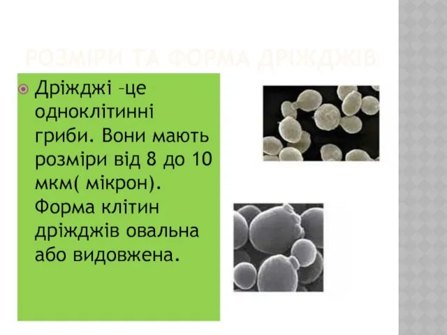 РОЗМІРИ ТА ФОРМА ДРІЖДЖІВ Дріжджі –це одноклітинні гриби. Вони мають