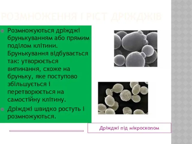 РОЗМНОЖЕННЯ І РІСТ ДРІЖДЖІВ Дріжджі під мікроскопом Розмножуються дріжджі брунькуванням