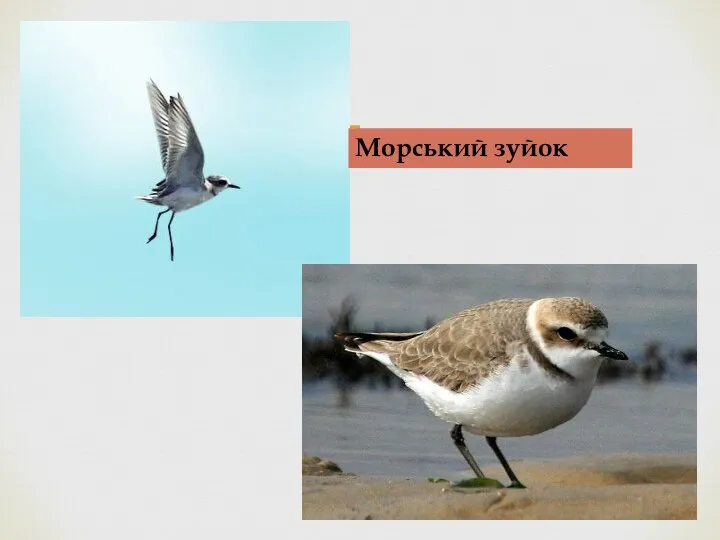 Морський зуйок