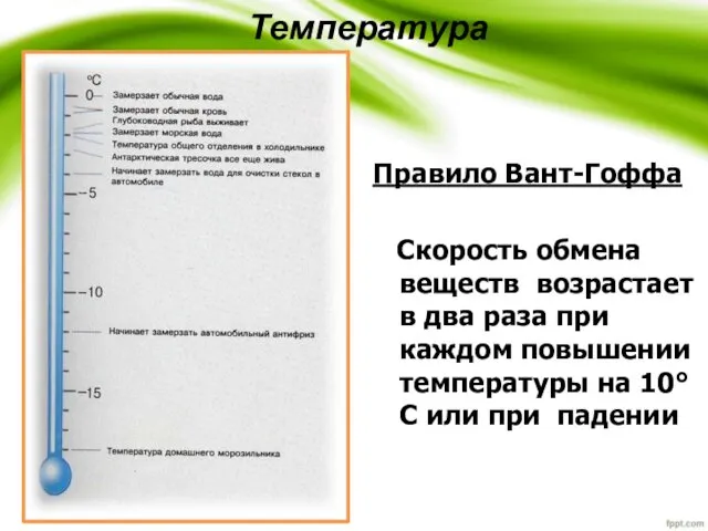 Температура Правило Вант-Гоффа Скорость обмена веществ возрастает в два раза