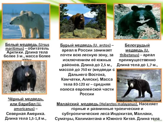 Белый медведь (Ursus maritimus) – обитатель Арктики. Длина тела более