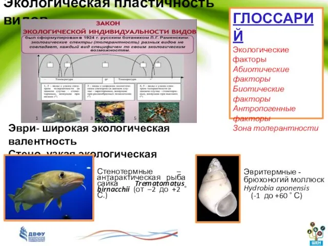 Стенотермные – антарактическая рыба сайка Trematomatus birnacchii (от –2 до