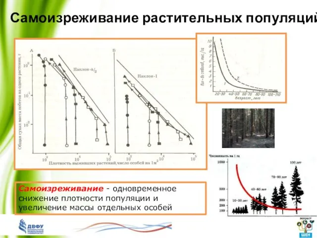 Самоизреживание растительных популяций Самоизреживание - одновременное снижение плотности популяции и увеличение массы отдельных особей