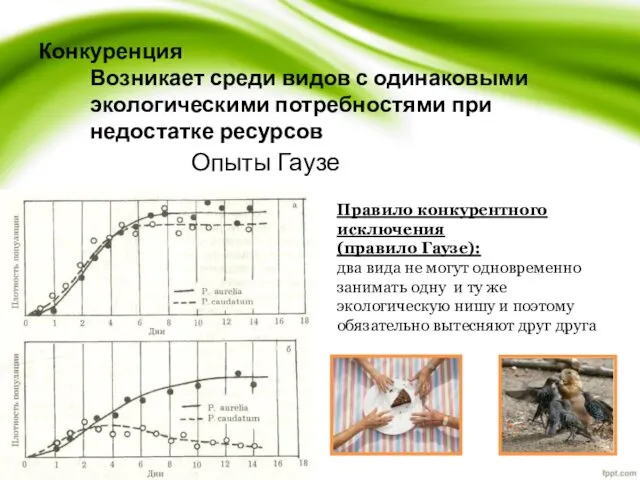 Конкуренция Возникает среди видов с одинаковыми экологическими потребностями при недостатке