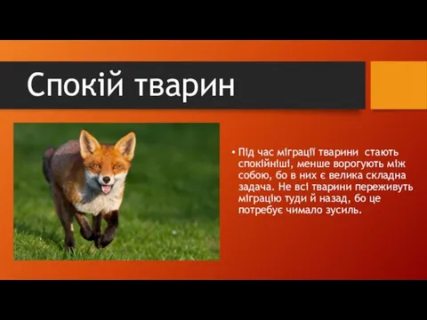 Спокій тварин Під час міграції тварини стають спокійніші, менше ворогують