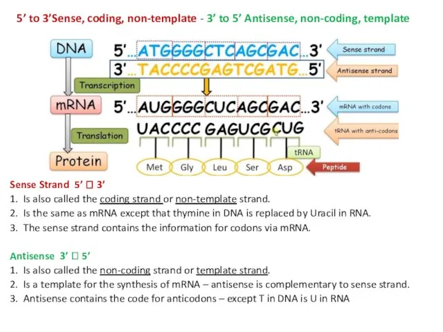 5’ to 3’Sense, coding, non-template - 3’ to 5’ Antisense,