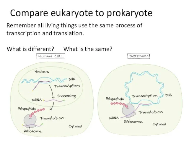 Compare eukaryote to prokaryote Remember all living things use the