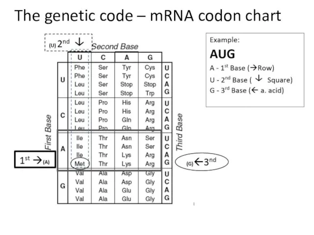 The genetic code – mRNA codon chart