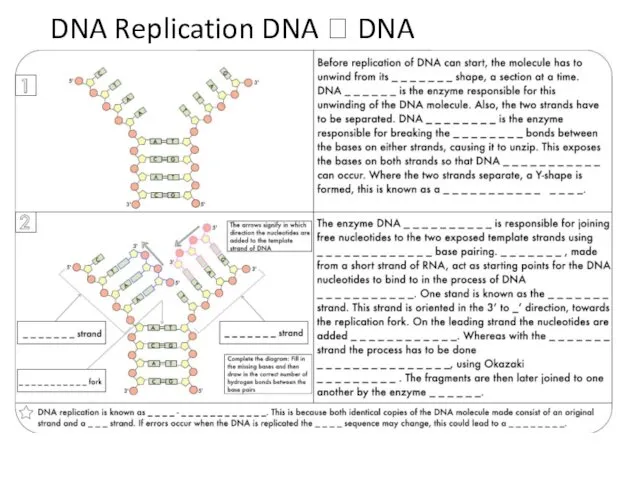 DNA Replication DNA ? DNA