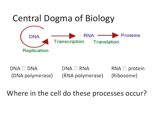 Central Dogma of Biology DNA ? DNA (DNA polymerase) DNA