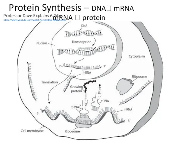 Protein Synthesis – DNA? mRNA mRNA ? protein Professor Dave Explains 6.26m https://www.youtube.com/watch?v=bKIpDtJdK8Q&t=293s