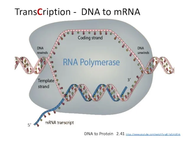 TransCription - DNA to mRNA DNA to Protein 2.41 https://www.youtube.com/watch?v=gG7uCskUOrA 5’ 3’