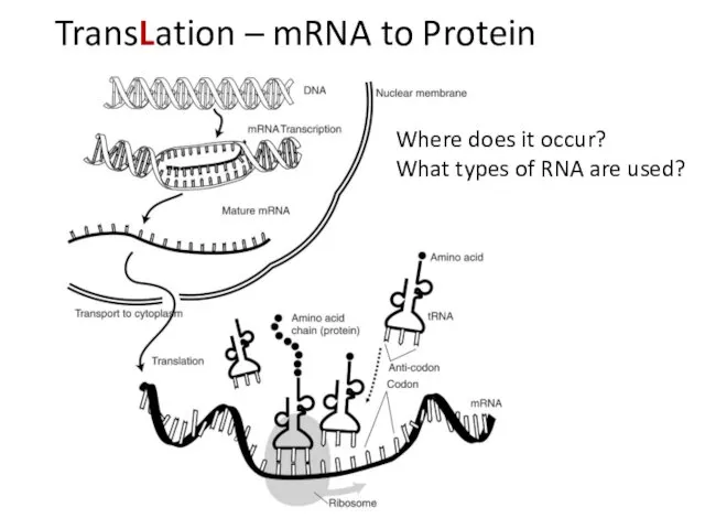 TransLation – mRNA to Protein Where does it occur? What types of RNA are used?