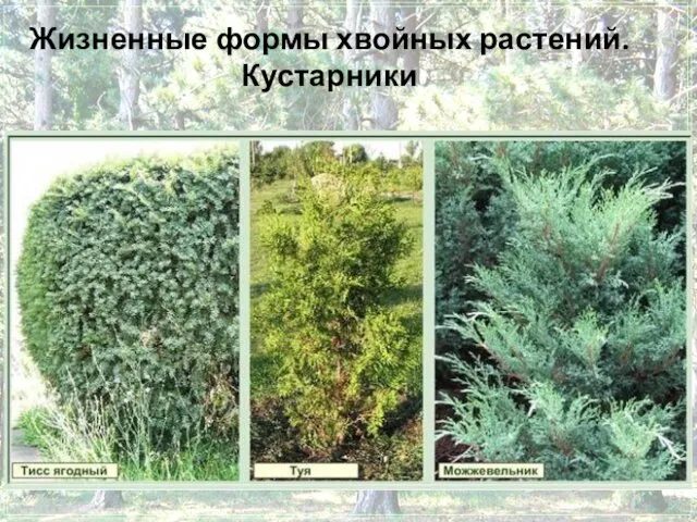 Жизненные формы хвойных растений. Кустарники