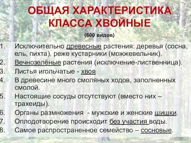 ОБЩАЯ ХАРАКТЕРИСТИКА КЛАССА ХВОЙНЫЕ (600 видов) Исключительно древесные растения: деревья