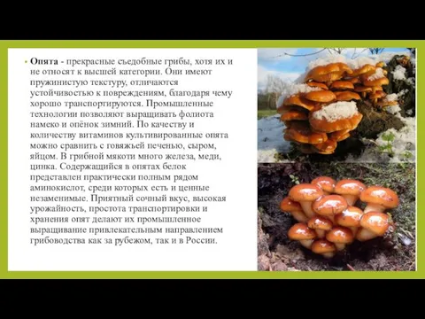 Опята - прекрасные съедобные грибы, хотя их и не относят