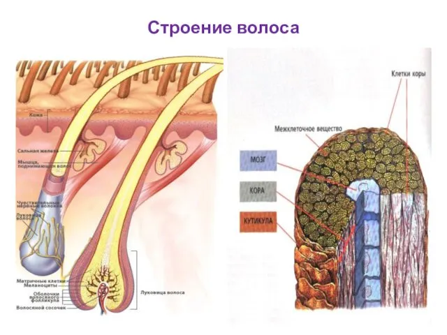 Строение волоса