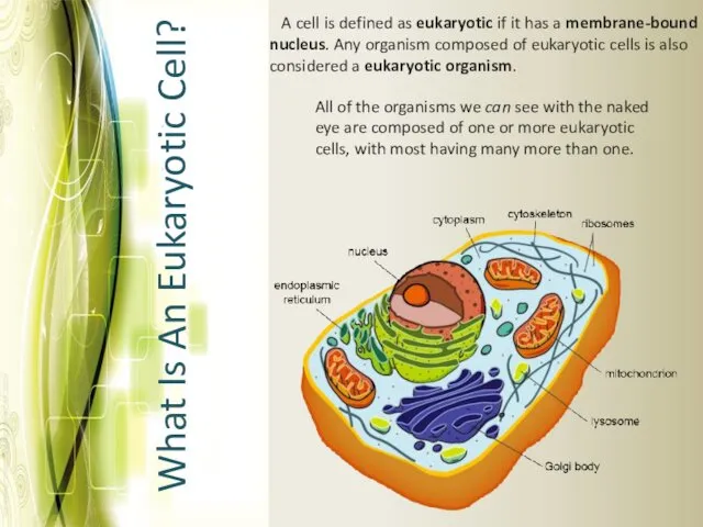 A cell is defined as eukaryotic if it has a membrane-bound nucleus. Any