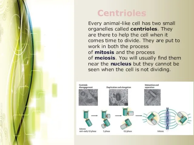 Every animal-like cell has two small organelles called centrioles. They are there to