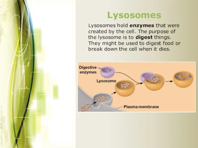 Lysosomes hold enzymes that were created by the cell. The purpose of the