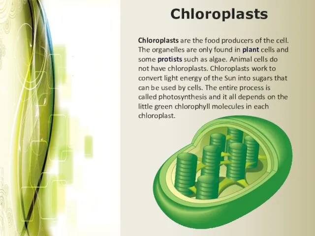 Chloroplasts Chloroplasts are the food producers of the cell. The organelles are only